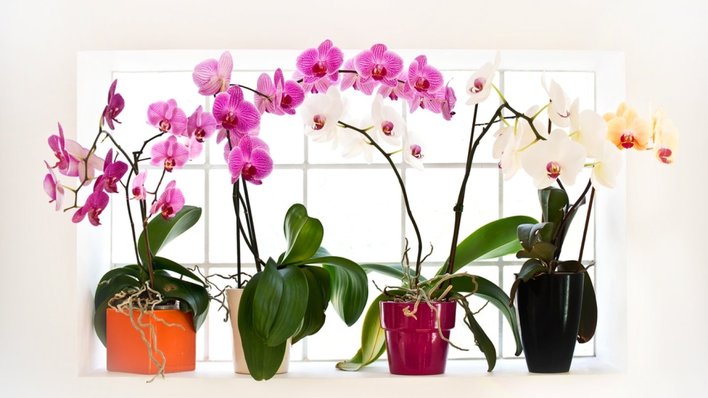 orchidées Suisse