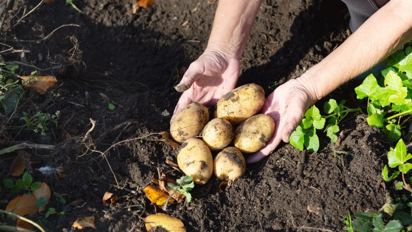 Des mains récoltant des pommes de terre