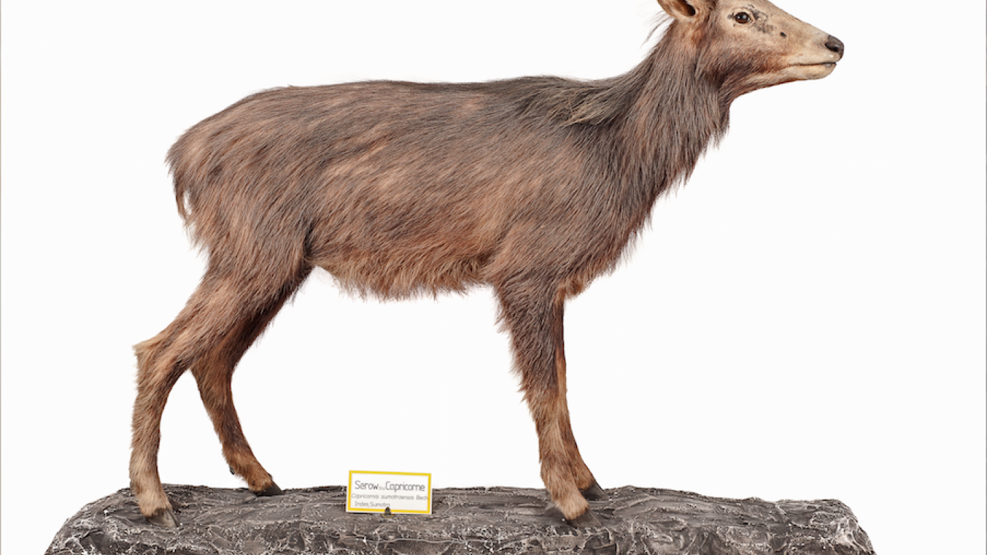 ﻿﻿Animal rapporté par Narbel et Morton, exposé au Musée cantonal de zoologie de Lausanne.