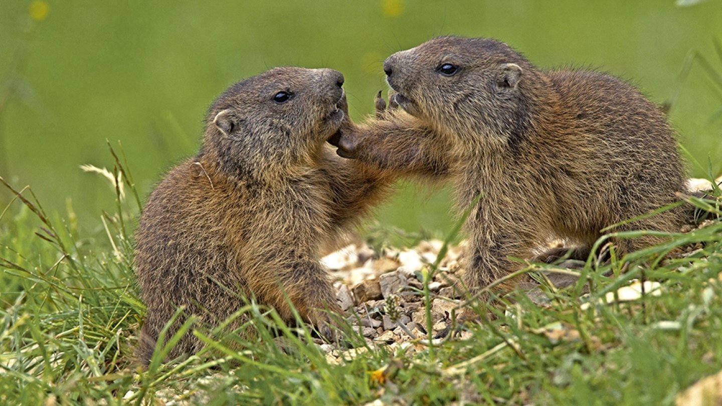 petites marmottes