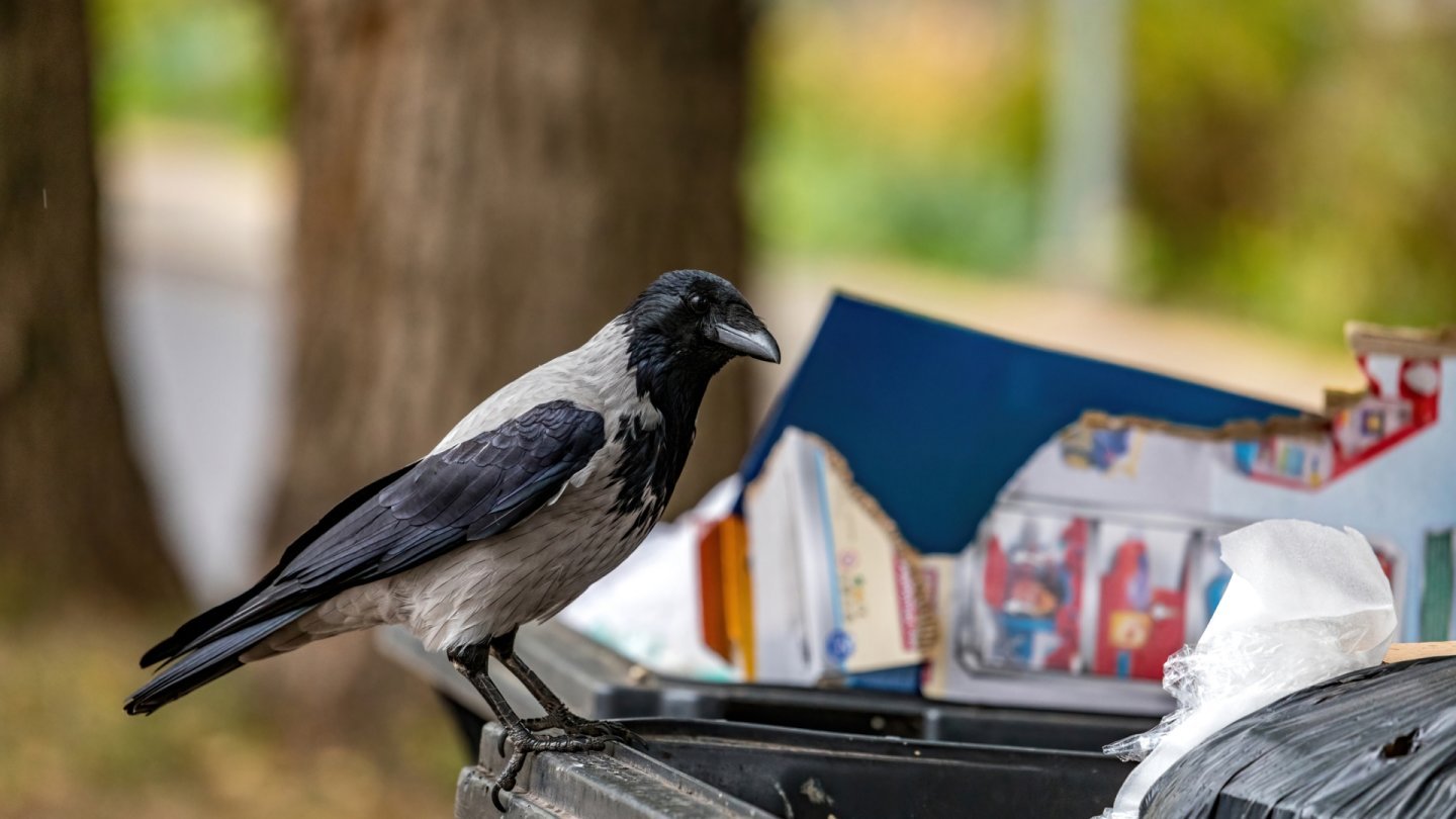 corneille oiseaux ornithologie ville campagne déchets ménagers malbouffe