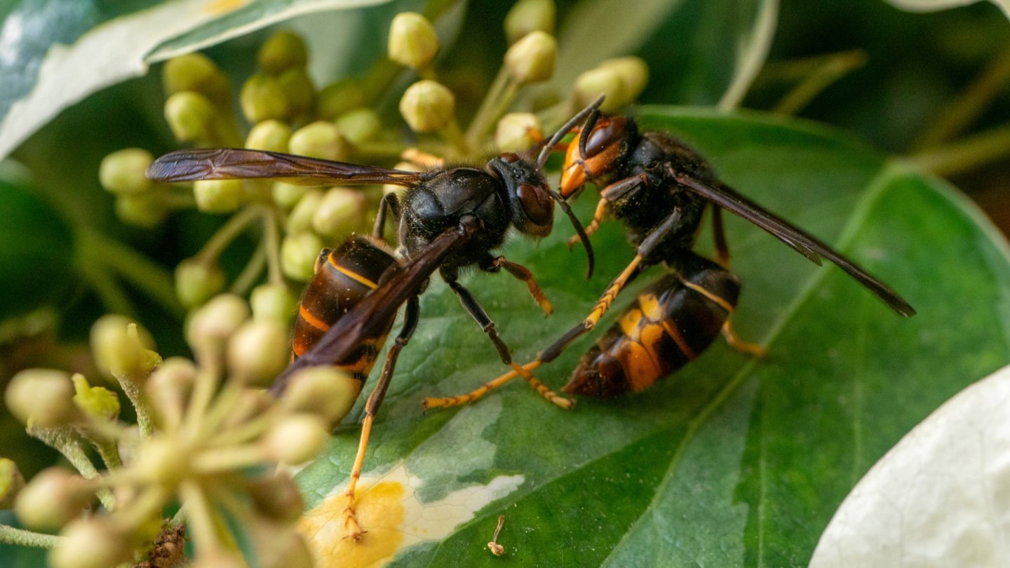 frelon asiatique insecte invasif biodiversité menace été