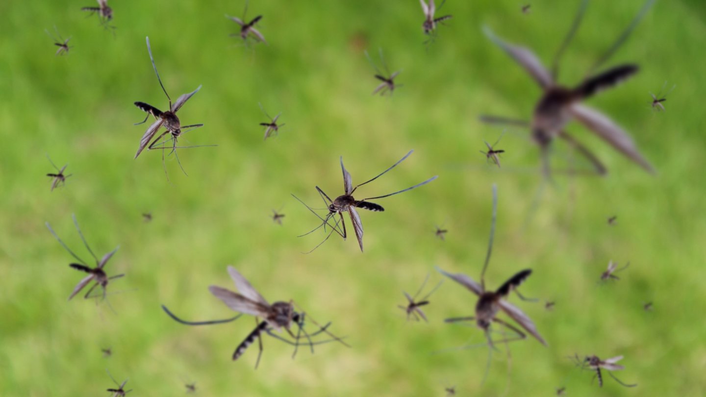 Dix trucs pour vous débarasser des moustiques