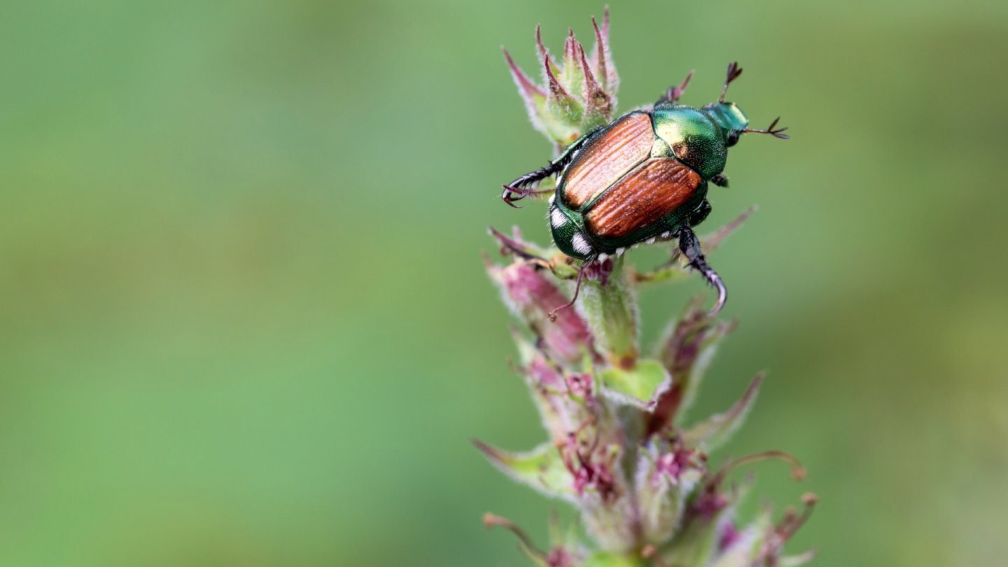 scarabée japonais insecte invasif biodiversité menace été